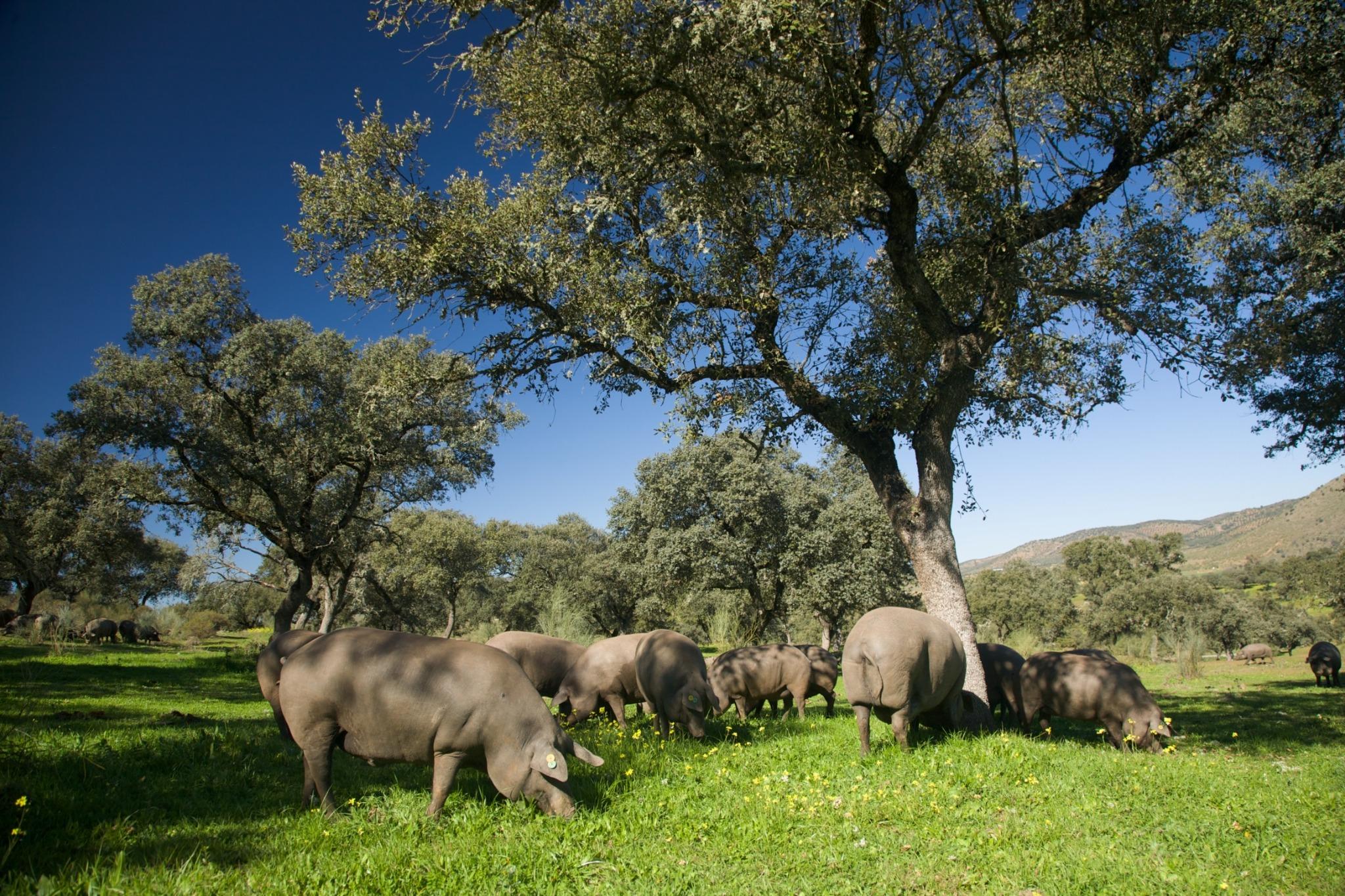 Cerdos ibéricos pastando en la dehesa extremeña