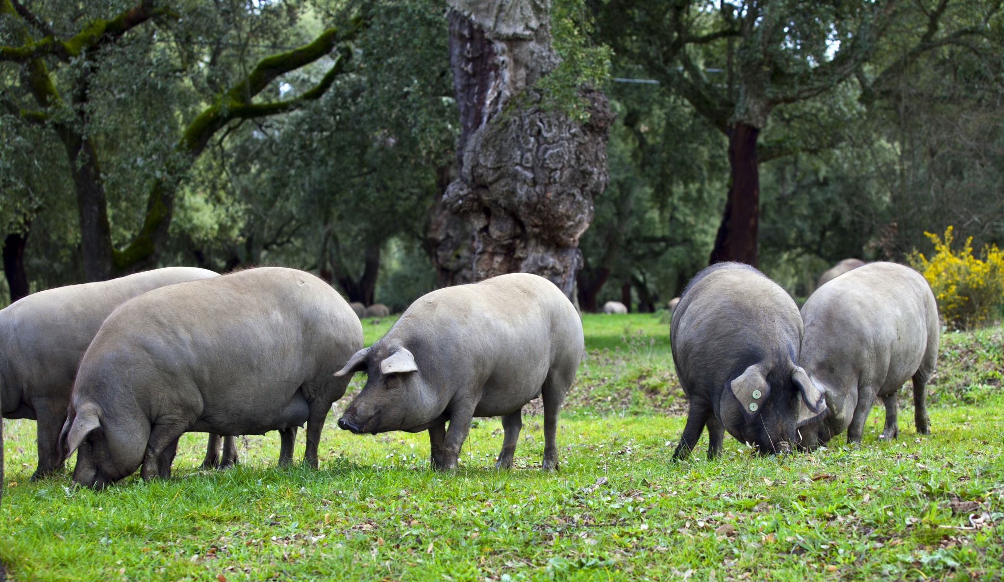 Cerdos ibéricos en la dehesa